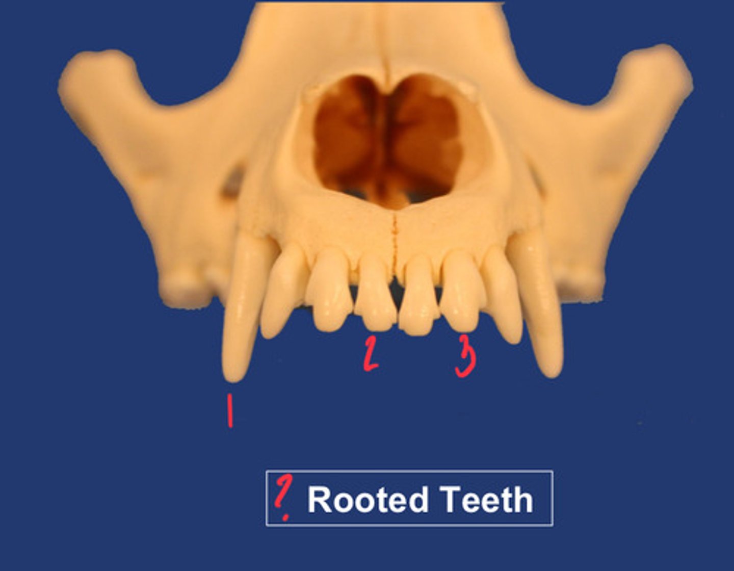 <p>What is the number according to the triadan system for 3? How many roots do ALL of these teeth have?</p>