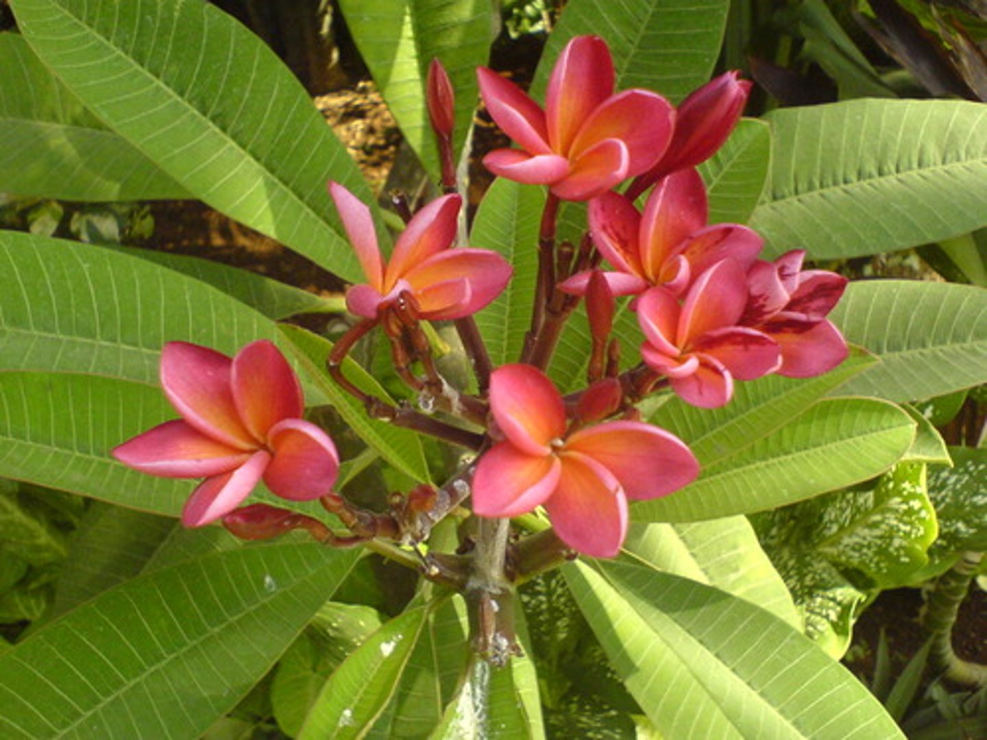 <p>Plumeria rubra</p>