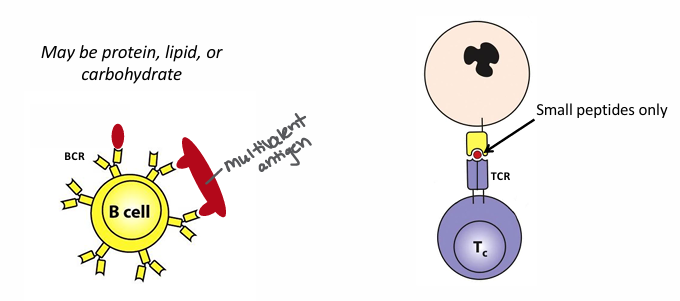 <p>-BCR or antibody can bind native, unprocessed, free-floating antigen that may be a protein, lipid, or carbohydrate</p><p>-TCR can bind only processed Ag peptides presented by another cell (small peptides only)</p>