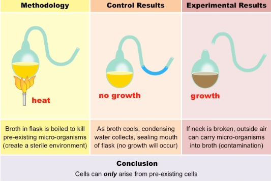 <p>a French scientist named ________ designed a series of flasks with the necks bent into an <strong>S shape</strong>. The necks were fashioned so that fresh air could reach the flasks but were bent in such a way that any air-borne microbes would be trapped at the bottom of the curves.</p>