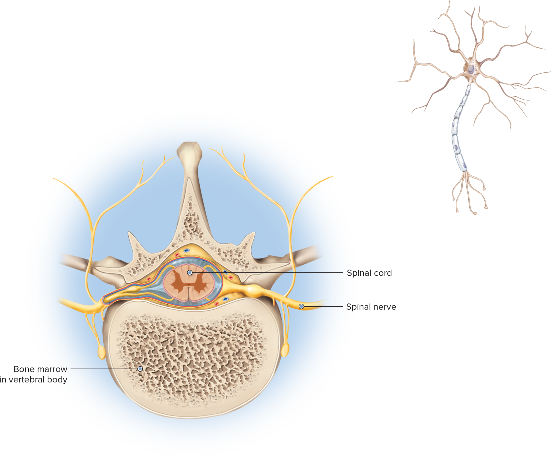 <p>spinal cord, bone marrow</p>