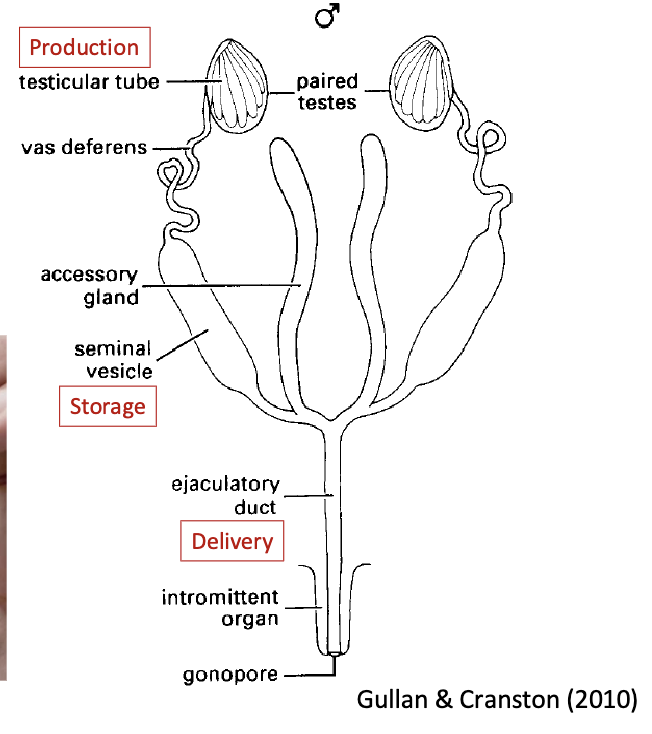 <ol><li><p>production, storage and delivery of sperm</p></li><li><p>supply female with nutrients</p></li><li><p>regulate female fecundity</p></li></ol><p></p>