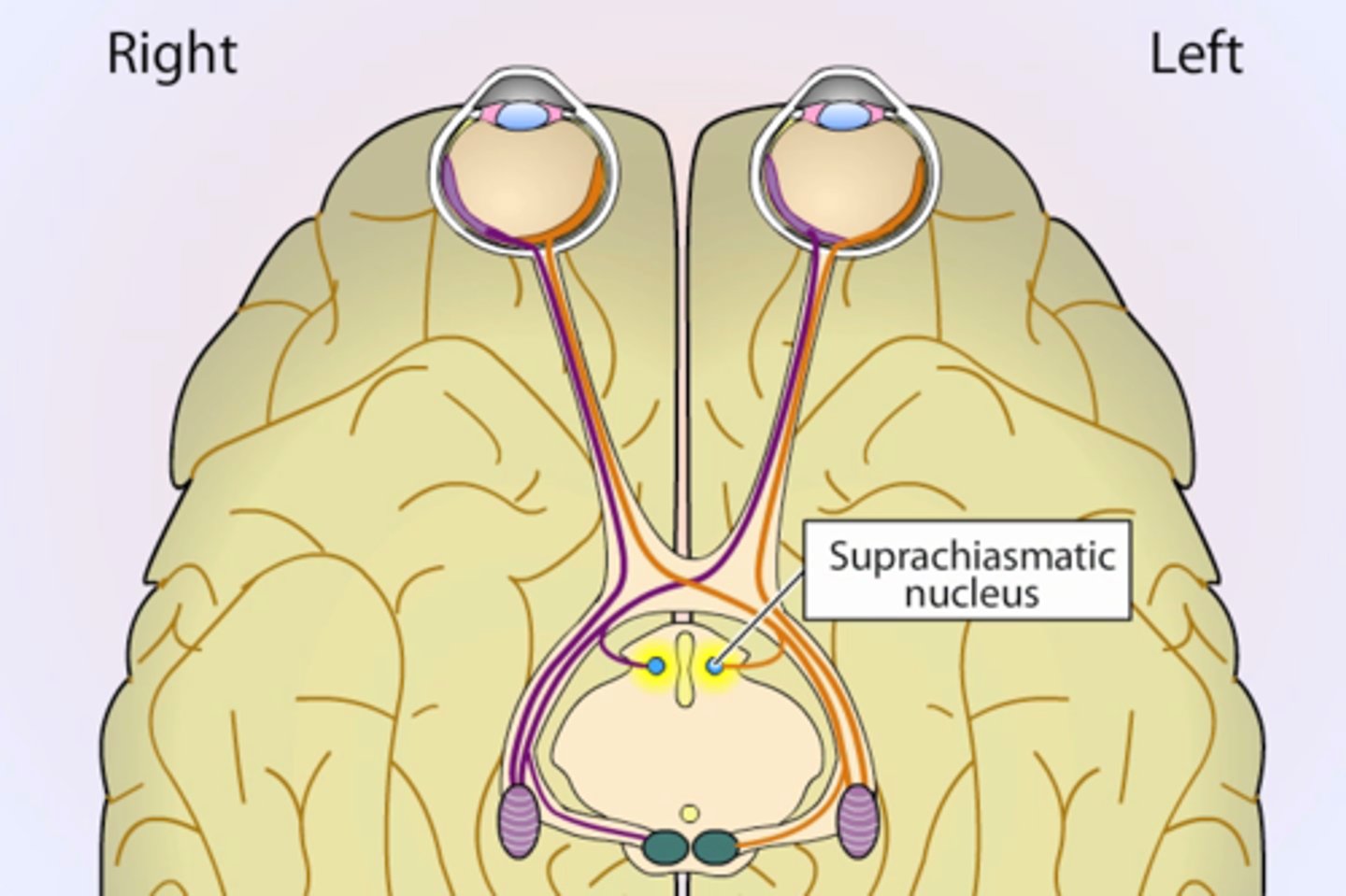 <p>in hypothalamus; master circadian clock.</p>