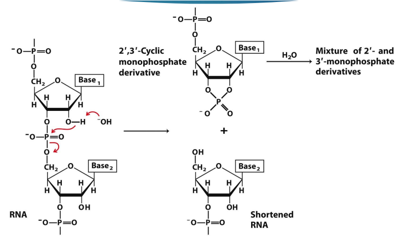 <p><span style="font-family: Calibri">The -OH will want to pull the H from OH on the sugar to make water. So then the other O doesn’t have partner, and will attack the phosphate. Then phosphate breaks bond with the oxygen that attaches to the lower sugar, and then the 2 nucleotides that were together have broken into 2</span></p>