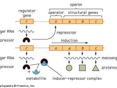 operon diagram example