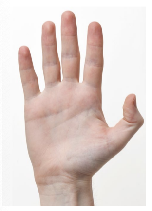 <p>related to palms</p>