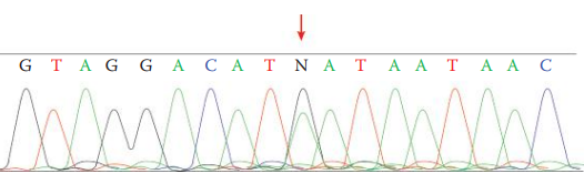 Electropherogram showing mtDNA sequence heteroplasmy at position 234R (A/G) as indicated by an arrow. N, unresolved sequence.