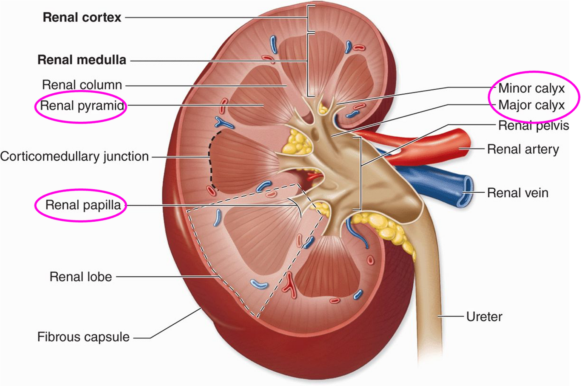 <p>⚬What can be seen with the naked eye</p><p>⚬3 major regions</p><p>Renal capsule, renal cortex, renal medulla, renal pyramids, renal pelvis, renal artery + renal vein.</p>