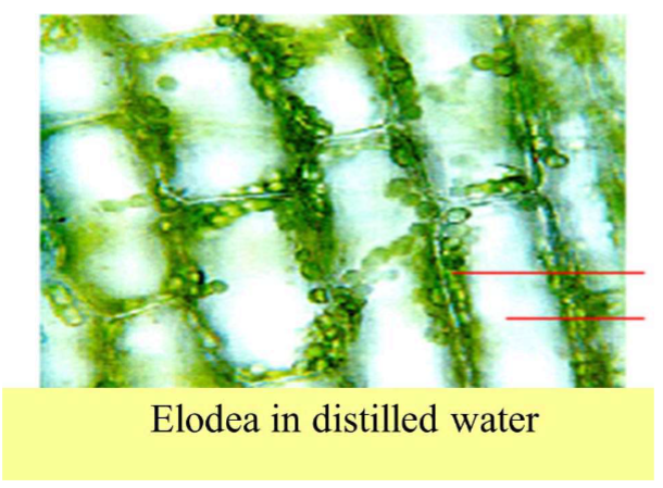 <p>What tonicity conditions do these Elodea cells represent?</p>