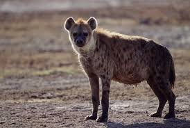 <p>Hyaenas, aardwolves</p><ul><li><p><span style="background-color: transparent;"><span>Big, large carnassials/canines. Have big robust skulls with long necks and forelimbs. Are digitigrades. Are super vocal and sometimes social. Feed on meat, bone, and carrion.&nbsp;</span></span></p></li><li><p><span style="background-color: transparent;"><span>In grasslands, savannas, and deserts.&nbsp;</span></span></p></li></ul><p></p>