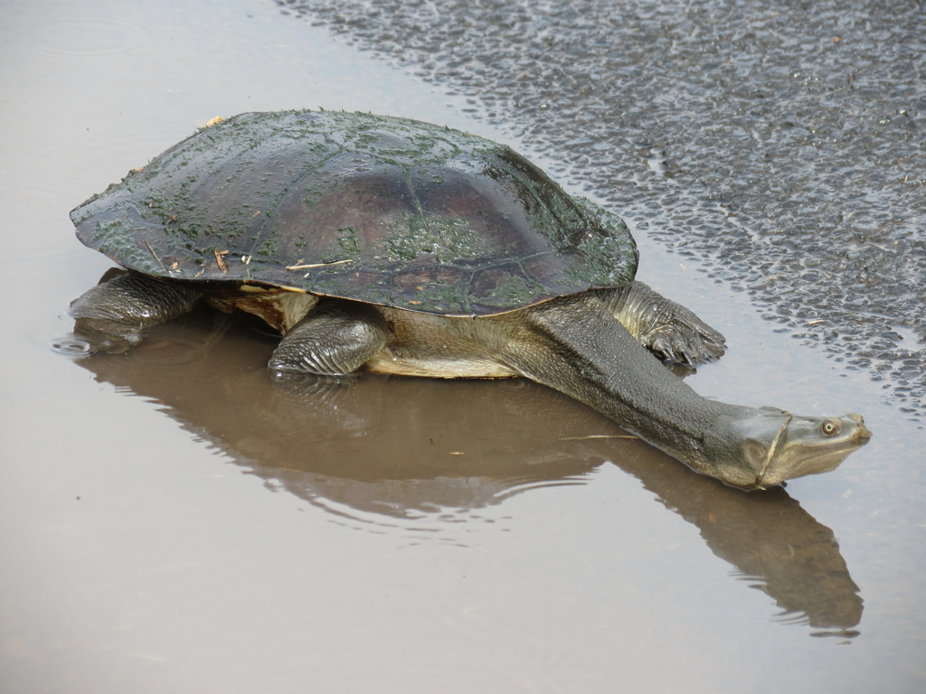 austro-american side necked turtles (pleurodira)

\

1. extensive emargination of the cheekbones