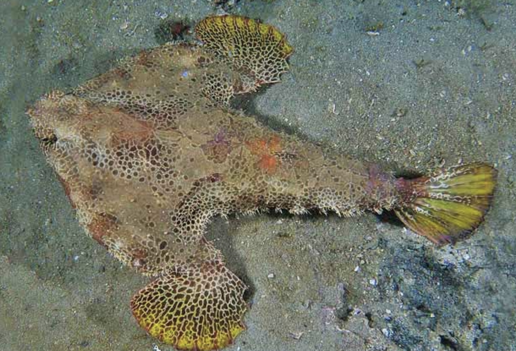 <p>Pectoral and tail covered in dark dots</p><p>Reddish brown to yellow tan</p><p>Pectoral fins may have yellow border</p><p>Short unicorn like projection between eyes</p>