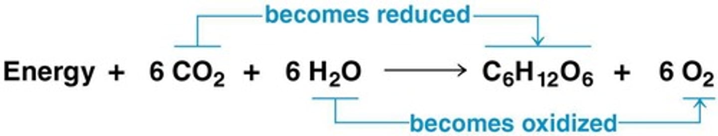<p>6 CO2 + 12 H2O + Light energy → C6H12O6 + 6 O2 + 6 H2O</p>