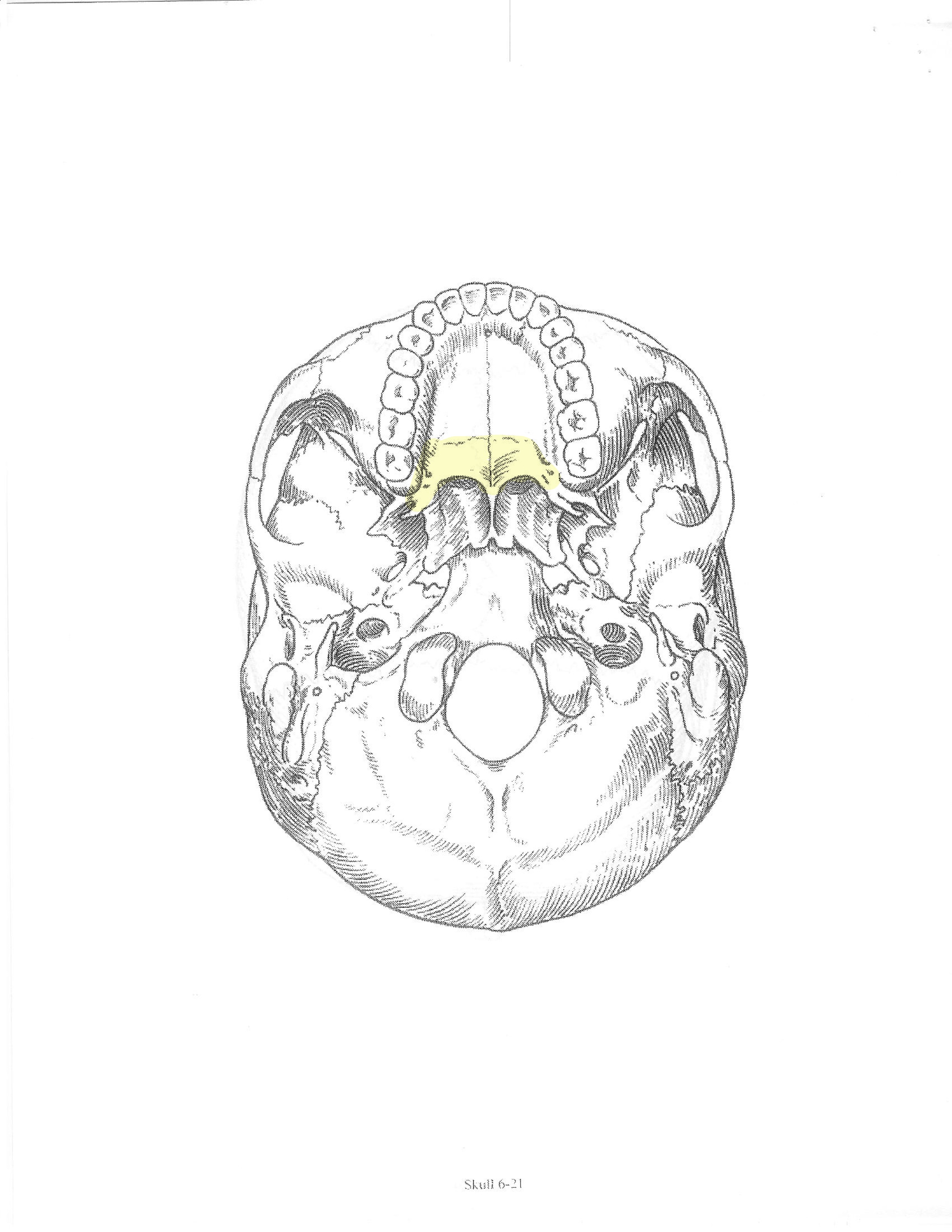 <p>ID bone</p>