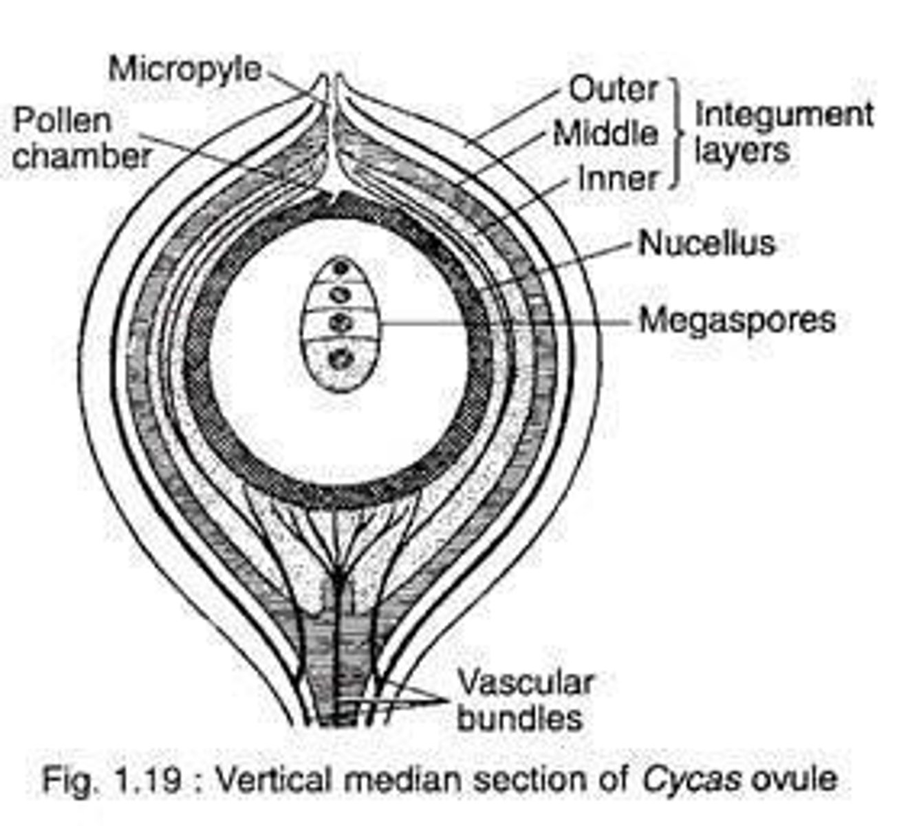 <p>Ovules with a straight orientation in gymnosperms.</p>