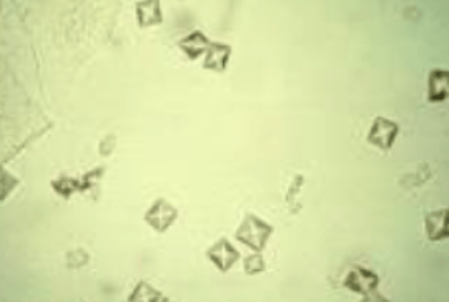 <p>- Square with Xs or envelope shaped</p><p>- Found in small numbers in dogs and horses</p>