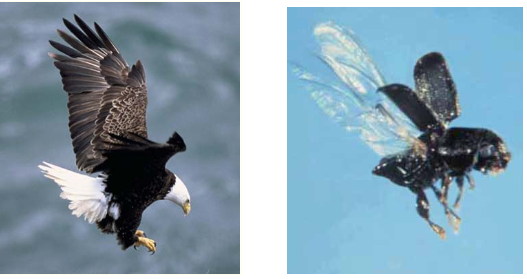 Structures that have the same function but are not inherited from a common ancestor

Example: The wings of an eagle and wings of a beetle both allow the organisms to fly. This shows that similar features can evolve separately in a similar environment.