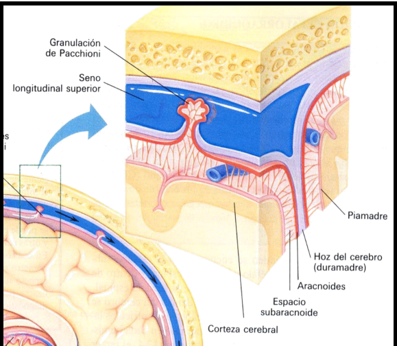 <p><mark data-color="yellow" style="background-color: yellow; color: inherit">Meninges</mark></p><ul><li><p><strong>Duramadre </strong>(pegada al cráneo)</p><ul><li><p>Espacio subdural</p></li></ul></li><li><p><strong>Aracnoides </strong></p><ul><li><p>Espacio subaracnoideo</p></li></ul></li><li><p><strong>Piamadre </strong>(pegada al cerebro)</p><ul><li><p>Vasos sanguíneos</p></li></ul></li></ul><p><mark data-color="yellow" style="background-color: yellow; color: inherit">Barrera Hematoencefálica</mark></p><ul><li><p>Solo la atraviesan O<sub>2</sub>, OH, CO<sub>2</sub> y muchos anestésicos</p></li></ul><p></p>