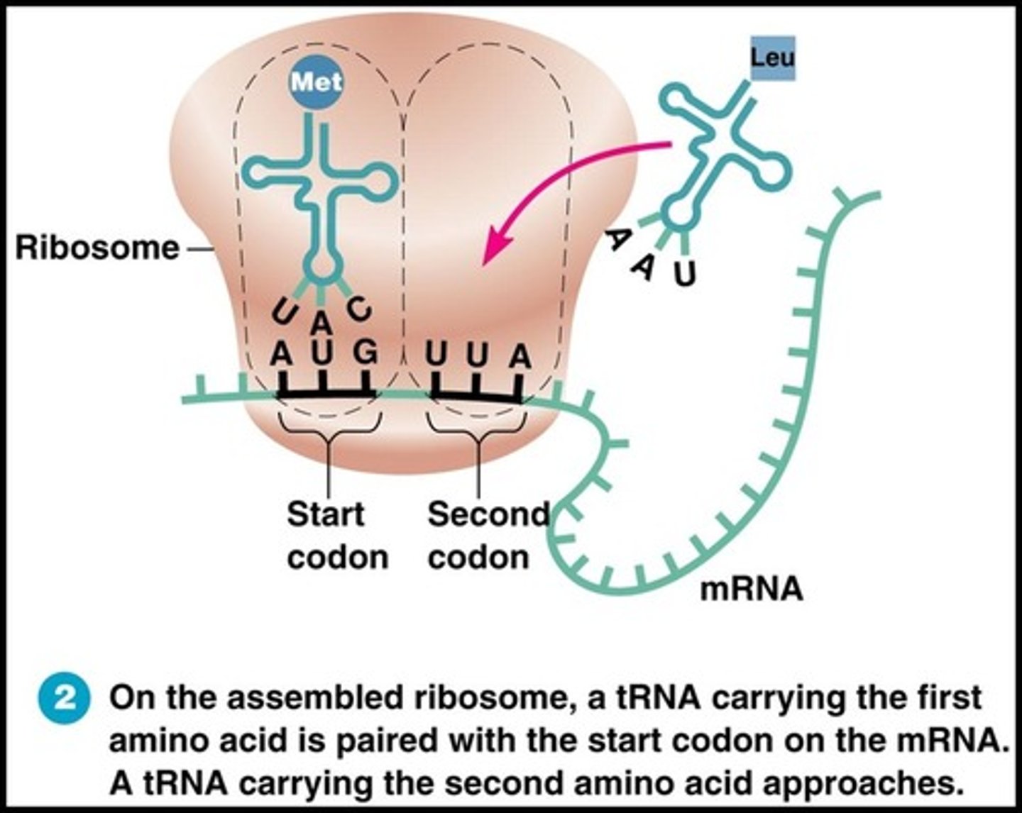 <p>tRNA anticodon binds to the codon of mRNA.</p>