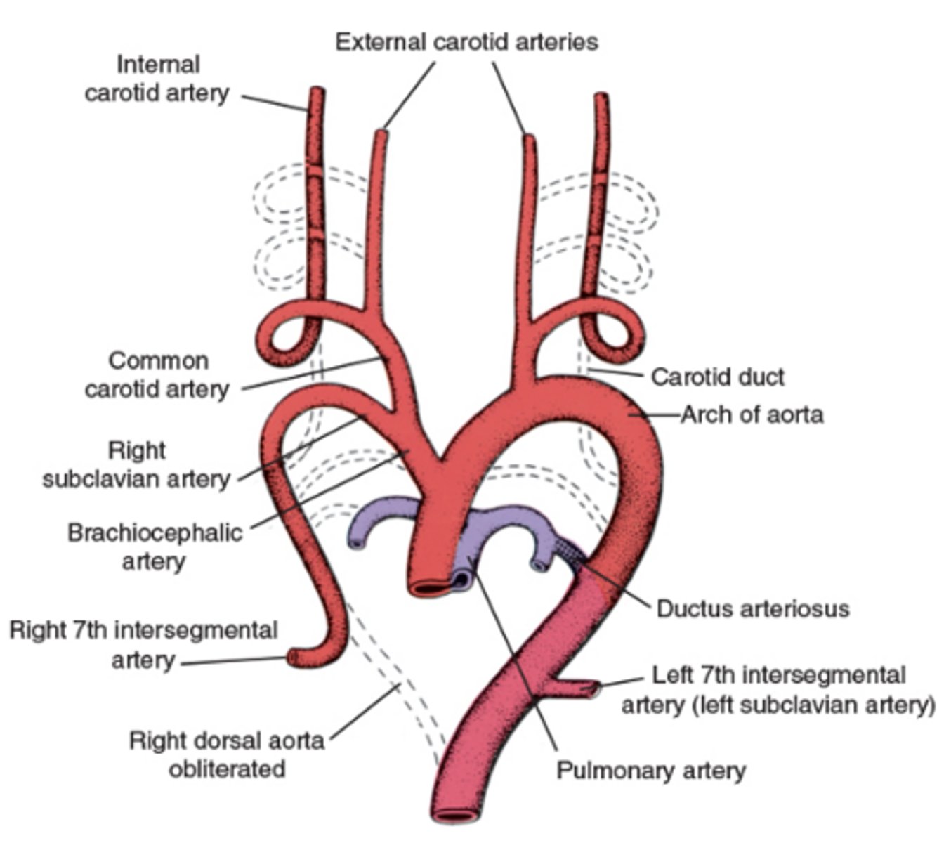 <p>Pulmonary arch</p>