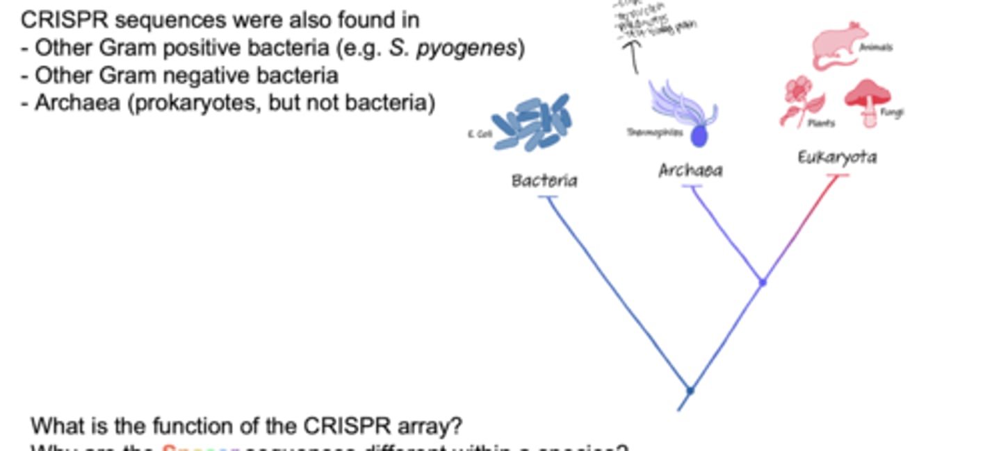 <p>short sequences of DNA that include several repeats; enable bacteria to deploy a Cas9 restriction enzyme</p>