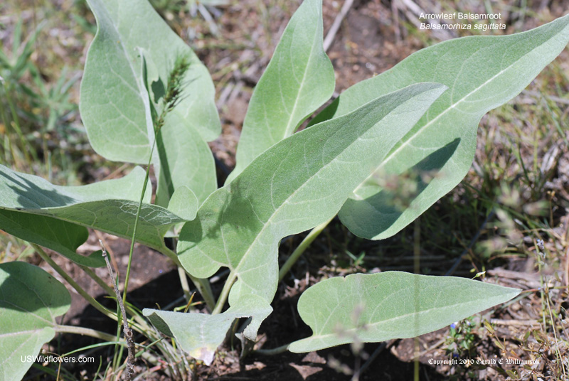<p>What is this plant’s scientific name?</p>
