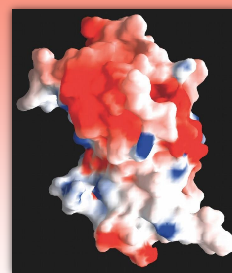 <ul><li><p>graphical representation and analysis of surface properties</p></li><li><p>uses colors to determine distributions of ionic charge</p><ul><li><p>ex. red = neg, blue = pos, white = neutral</p></li></ul></li><li><p>can use to predict how prot will interact w/ other charged molecs</p></li><li><p>computer-derived molec</p></li></ul><p></p>