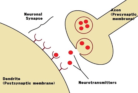 <p>synaptic gap</p>