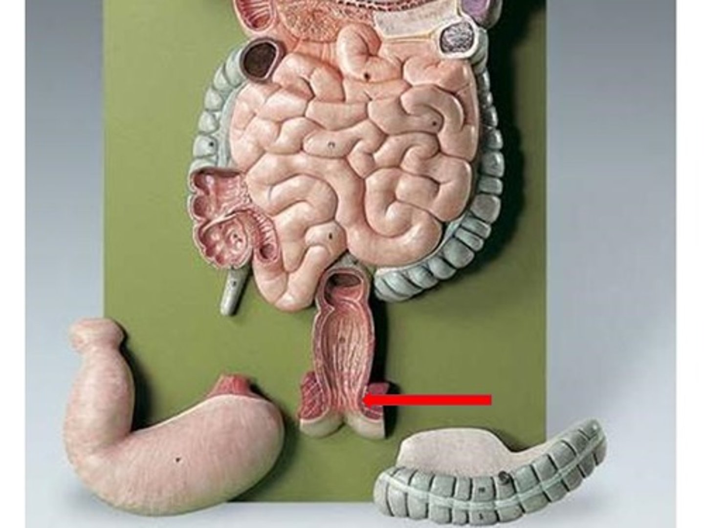 knowt flashcard image