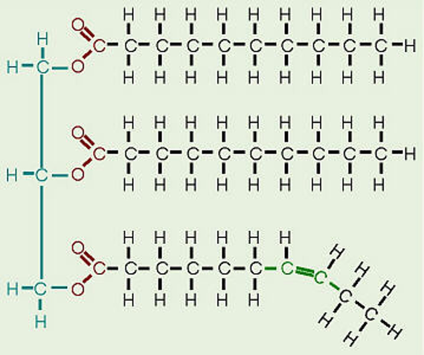 <p>CHO. Biomolecule for fat, its monomer is triglyceride. It is hydrophobic, and examples include steroids, oils, fats and waxes.</p>
