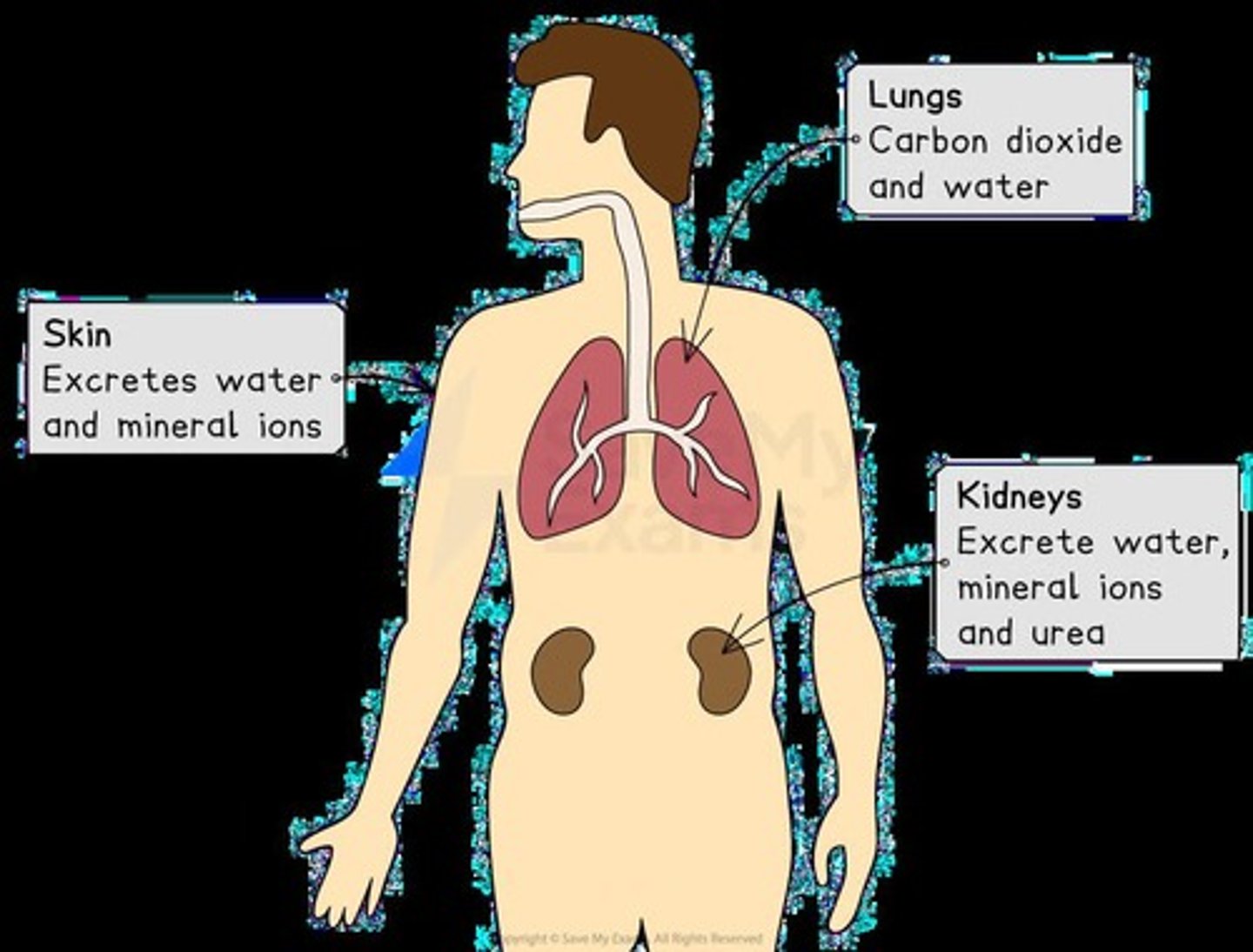 <p>Kidneys, lungs, and skin.</p>