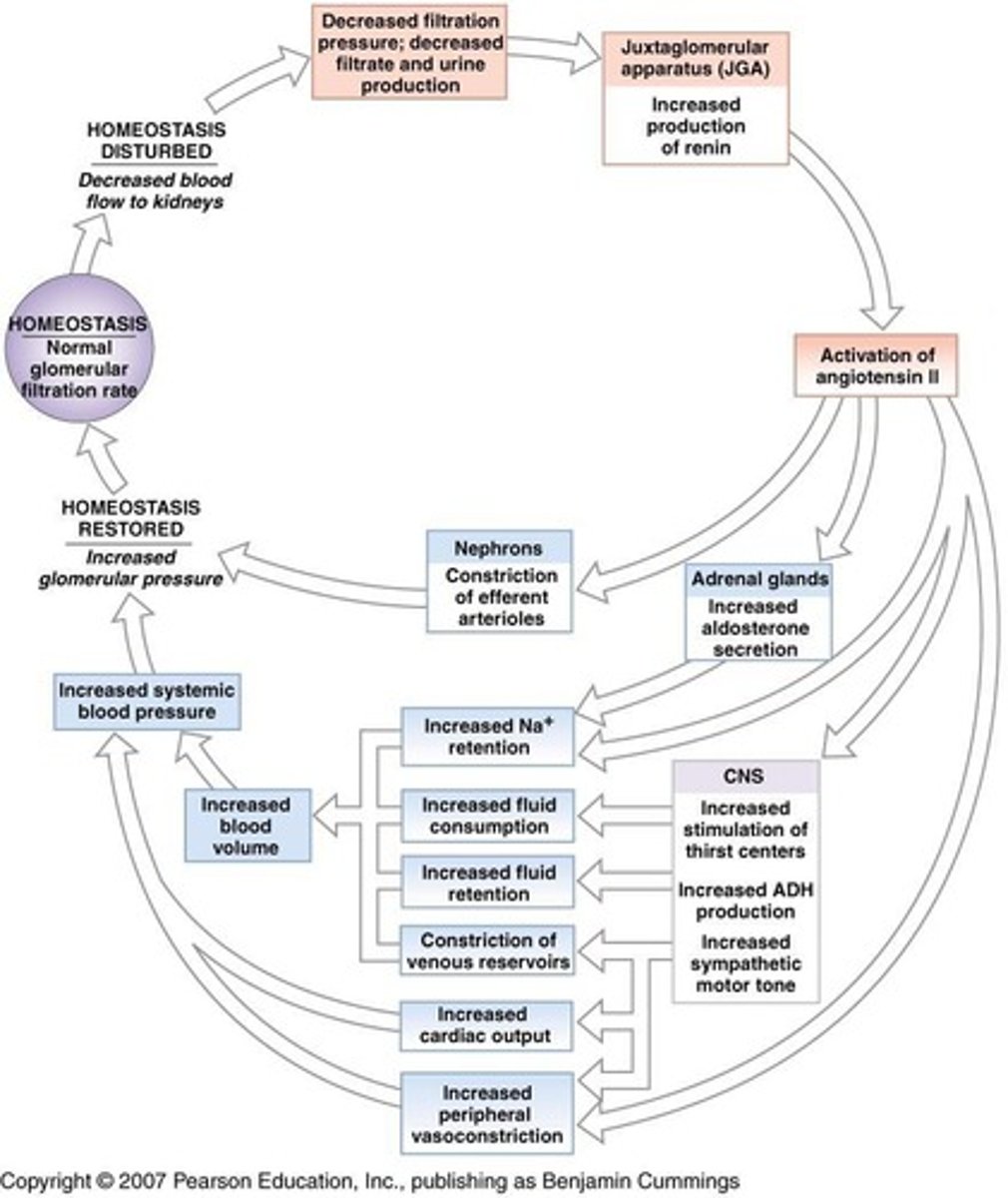<p>It releases renin and erythropoietin and is located at the start of the distal convoluted tubule.</p>