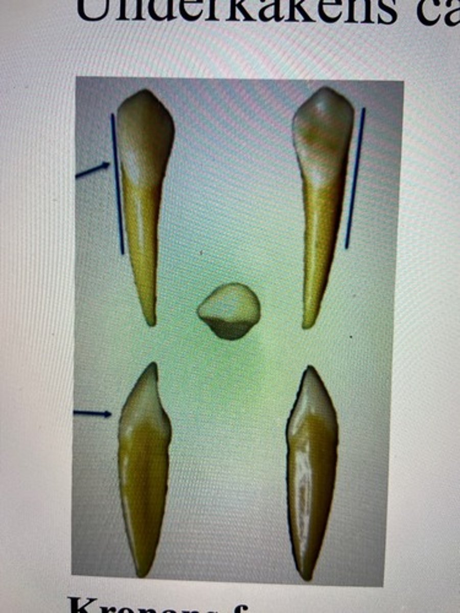 <p><span><u>Kronans form</u></span></p><ul><li><p>1 kusp, skänklarna är olika långa (mesiala kortare)</p></li><li><p><em>smal i mesiodistal riktning</em></p></li><li><p>plan mesialt</p></li><li><p><em>tydligt böjningstecken</em></p></li><li><p>saknar oftast cingulum</p></li><li><p><em> tydlig kronflykt</em></p></li></ul><p><span><u>Storlek</u></span></p><ul><li><p>bettets längsta krona, lång och smal rot</p></li></ul><p><span><u>Övrigt</u></span></p><ul><li><p> väldigt plan hela vägen och en bit ner på roten</p></li></ul><p></p>