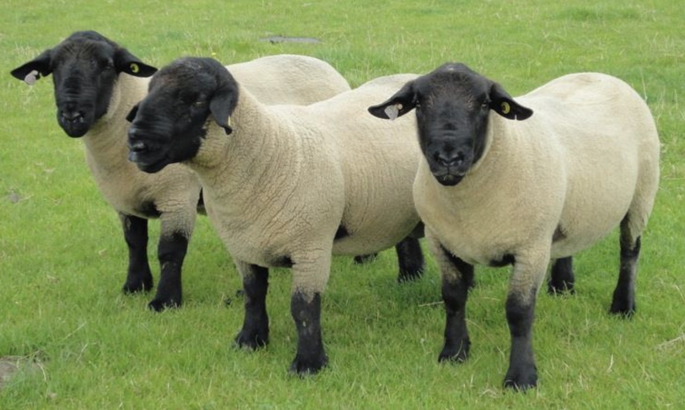 <p>What breed of sheep is this?</p>