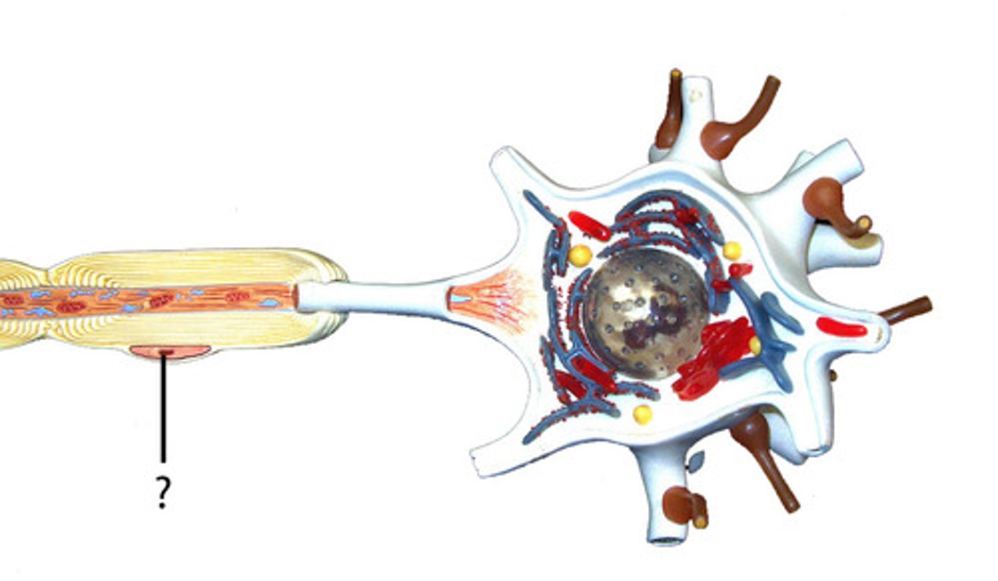 knowt flashcard image