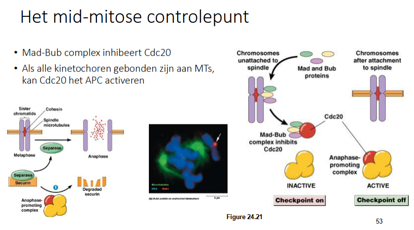 <p>Mad en Bub eiwitten zullen tijdelijk associëren met kinetochoren die geen MT gebonden hebben.</p><p>Mad-Bub complex bindt aan een Cdc20, waardoor cdc20 niet actief is (cdc 20 is nodig voor activatie APC)</p><p>Het Mad-Bub met Cdc20 gebonden zal enkel gevormd worden als er chromosmen zijn met een kinetochoor die geen MT geassocieerd hebben. Het APC is dan inactief.</p><p>Als alle chromosomen gebonden zijn met de spoelfiguur, zal Mad-Bub niet meer cdc20 inhiberen, waardoor cdc20 APC kan activeren.</p><p>APC zal dan securine, mitotisch cycline en geminine ubiquitineren.</p>