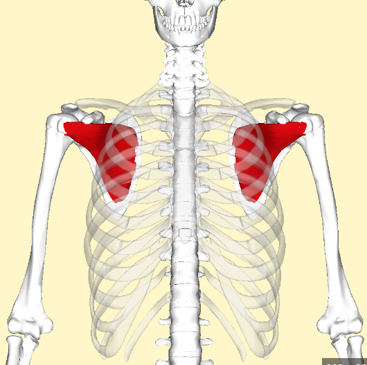 stabilizes glonohumeral
