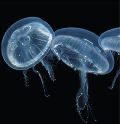 <p>Scyphozoa</p>