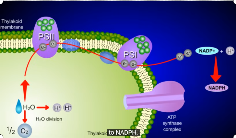 <ul><li><p>electrons dont cycle back to PSI in chloroplast</p></li><li><p>electrons move through PSII then PSI then to NADP+</p></li><li><p>predominant&nbsp;→ primary way of flow</p></li><li><p>Z patterns&nbsp;</p></li><li><p>most efficient for plant</p></li></ul><p></p>