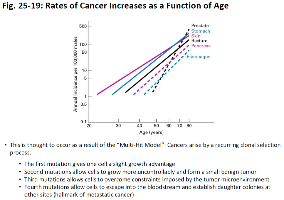 <p><strong>Concept</strong><br> Cancer rates increase with <strong>age</strong> due to the <strong>Multi-Hit Model</strong>, where tumors arise through a <strong>recurring clonal selection process</strong></p><p><strong>Mutation Progression</strong><br> <strong>First Mutation</strong><br>  Gives a cell a <strong>slight growth advantage</strong></p><p> <strong>Second Mutation</strong><br>  Allows cells to <strong>grow more uncontrollably</strong> and form a <strong>small benign tumor</strong></p><p> <strong>Third Mutation</strong><br>  Enables cells to <strong>overcome constraints</strong> imposed by the <strong>tumor microenvironment</strong></p><p> <strong>Fourth Mutation</strong><br>  Allows cells to <strong>enter the bloodstream</strong> and <strong>establish daughter colonies</strong> at other sites, a hallmark of <strong>metastatic cancer</strong></p>