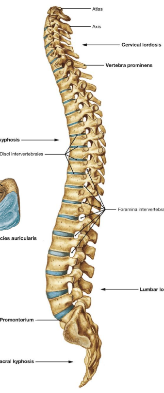 <p>stuburas</p>