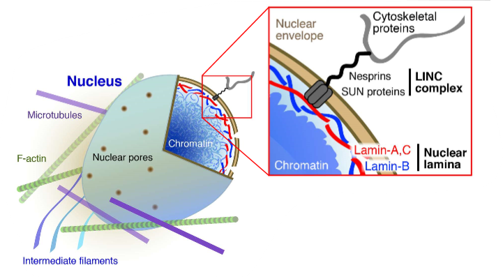 <ul><li><p>ties cytoskeleton and cytosol to the nucleus</p></li><li><p>inside of nucleus tethers to lamina, leads to robustness to nucleus </p></li><li><p>organisation of chromatin can regulate its activity </p></li></ul><p></p>