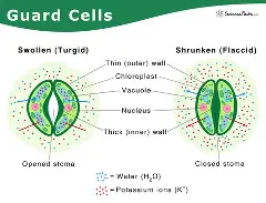<p>Regulate gas exchange and water loss, helping the plant respond to environment.</p>