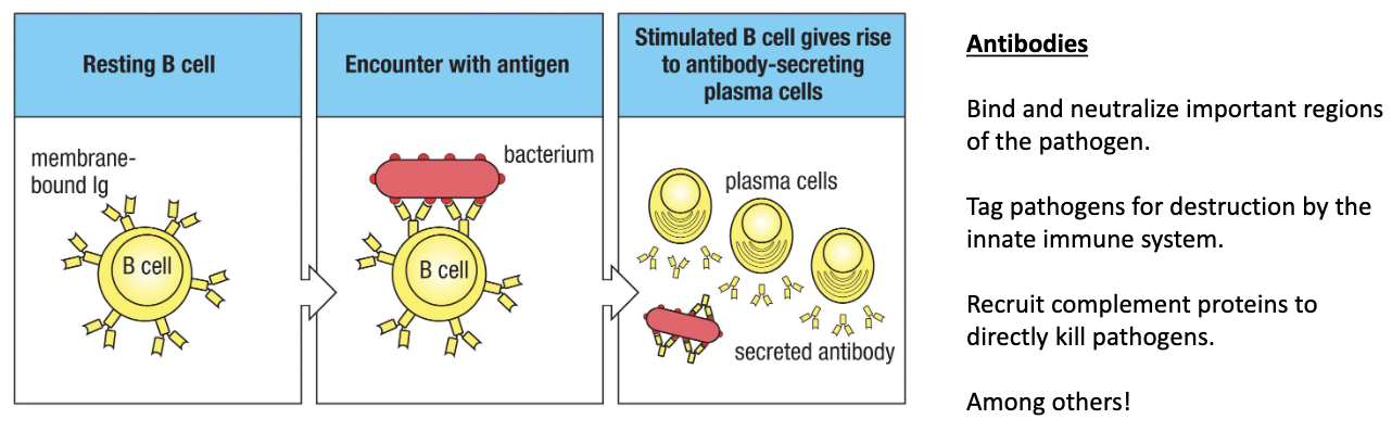 <ul><li><p><strong>Resting B cells:</strong> Have surface antibodies but don’t secrete them yet</p></li><li><p><strong>Activation:</strong> Triggered by adaptive immune response</p></li><li><p><strong>Differentiate into:</strong> Plasma cells</p></li><li><p><strong>Plasma cell functions:</strong></p><ul><li><p>Secrete antibodies that:</p><ul><li><p>Bind &amp; neutralize key parts of pathogens</p></li><li><p>Tag pathogens for destruction by innate immune cells</p></li><li><p>Recruit complement proteins&nbsp;(classical pathway) to directly kill pathogen</p></li></ul></li></ul></li></ul><p></p>