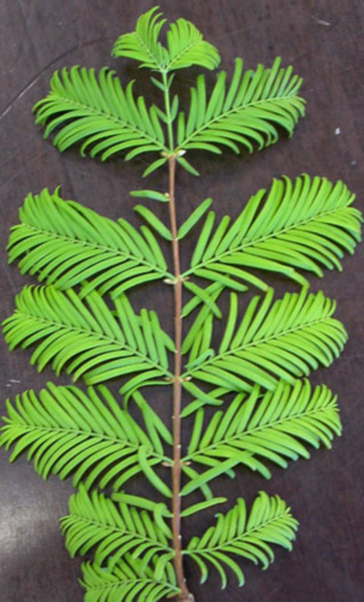 <p>Sequoia sempervirens, Cupressaceae</p>