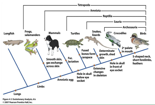 <p>A scientific diagram that biologists use to represent the phylogeny (evolutionary history of a species) of organisms.</p>