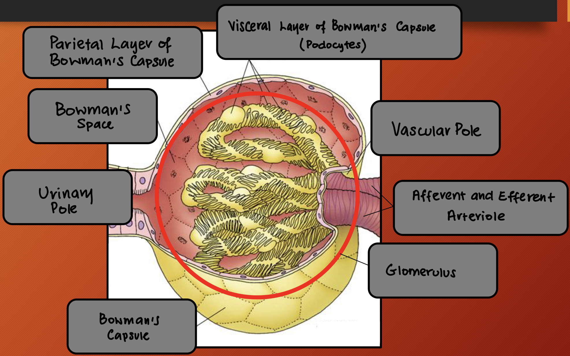 <ol><li><p><strong>Visceral layer </strong>of <strong>Bowman’s Capsule </strong>(podocytes) </p></li><li><p><strong>Vascular pole </strong></p></li><li><p><strong>Afferent </strong>and <strong>efferent arteriole </strong></p></li><li><p><strong>Glomerulus </strong></p></li><li><p><strong>Bowman’s capsule </strong></p></li><li><p><strong>Urinary pole </strong></p></li><li><p><strong>Bowman’s space</strong></p></li><li><p><strong>Parietal layer </strong>of <strong>Bowman’s Capsule </strong></p></li></ol><p></p>