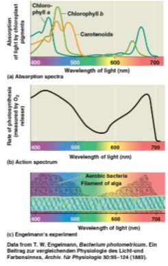 <p>Absorption spectrum</p>