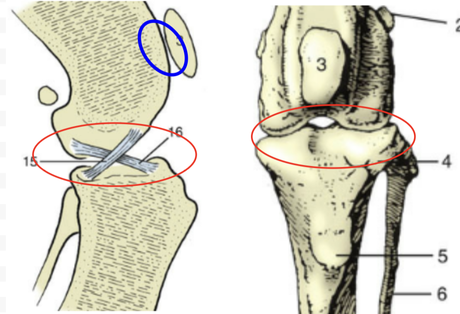 <p>What overall joint?</p>