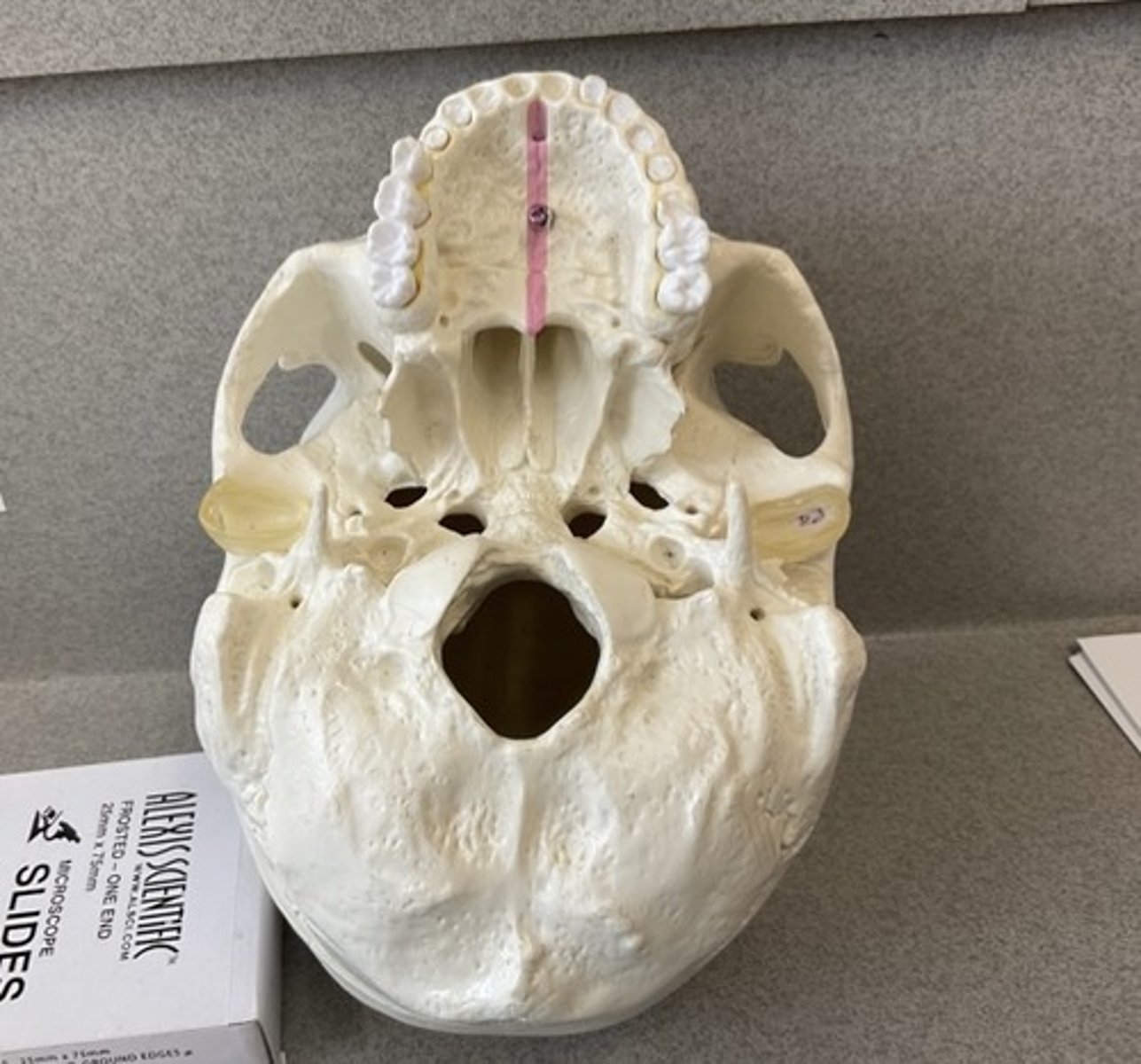 knowt flashcard image